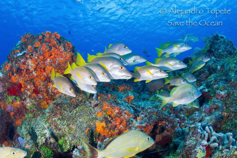 Snaper in the Reef, Cozumel Mexico by Alejandro Topete 