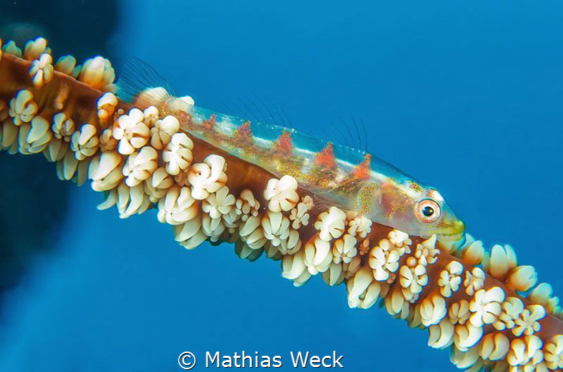 Small fish on Gorgonia near Bunaken Island by Mathias Weck 