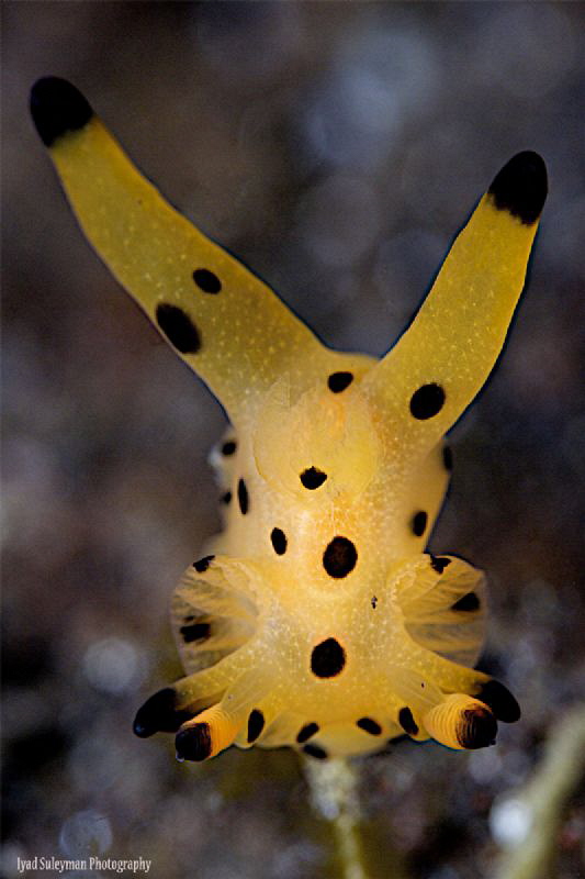 Nudibranch Pokemon by Iyad Suleyman 