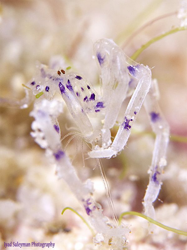 This Sea spider really was in my wish-list! And I wanted ... by Iyad Suleyman 
