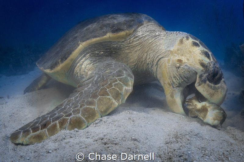 "Crunch and Munch"
A massive Loggerhead enjoying some lu... by Chase Darnell 