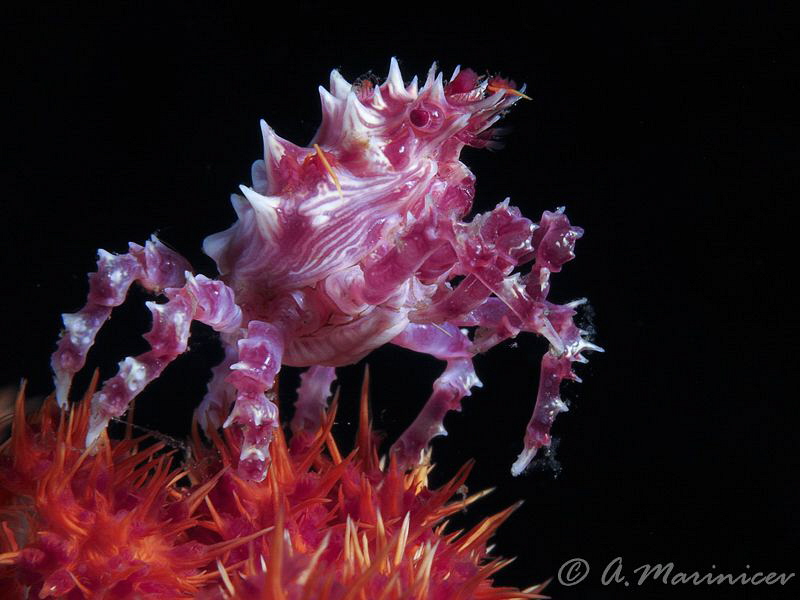 Candy Crab, Anilao by Aleksandr Marinicev 