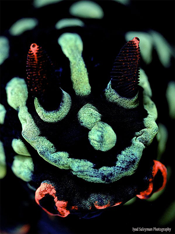 Nudibranch by Iyad Suleyman 