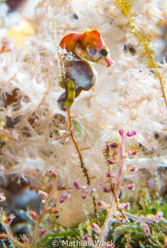 Hippocampus near Bunaken Island by Mathias Weck 