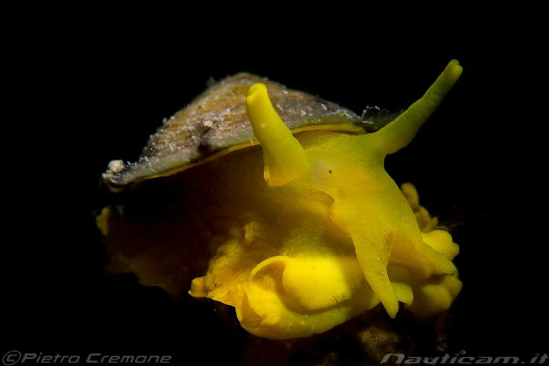 Tylodina perversa snooted by Pietro Cremone 