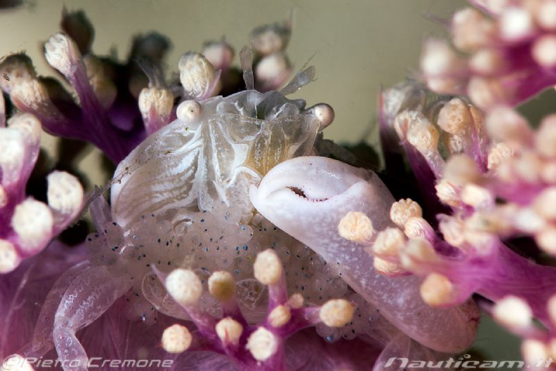 Little crab with eggs by Pietro Cremone 