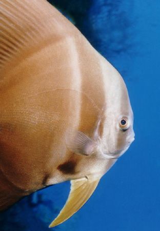 Schooling Batfisch (Fledermausfisch) - Egypt - Hurghada by Ralf Levc 