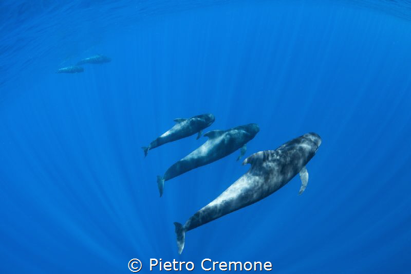 Pilot whales by Pietro Cremone 