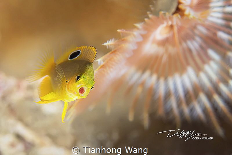 CURIOSITY spent long time wait it swam into my final comp... by Tianhong Wang 