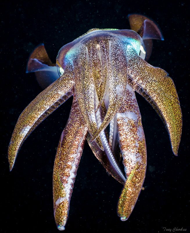 Little Squid wants to be Big by Tony Cherbas 