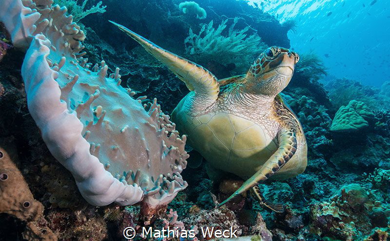 Sea turtle near Bunaken Island by Mathias Weck 