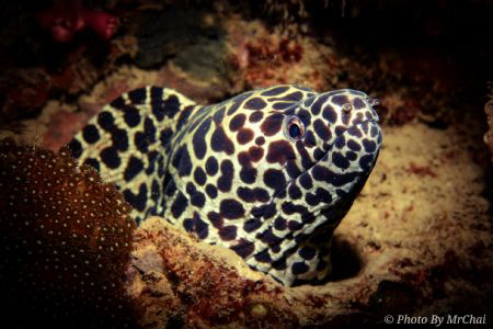Honey comb moray eul from sulug island

ID gymnothorax ... by Mr Chai 