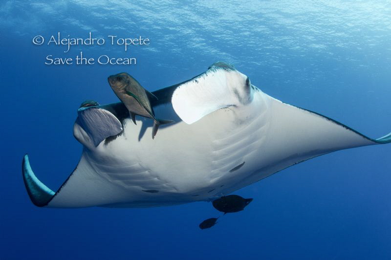 Giant Mantaray with black jacks,Isla Socorro Mexico by Alejandro Topete 