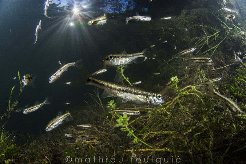 minnows (Lez river) by Mathieu Foulquié 