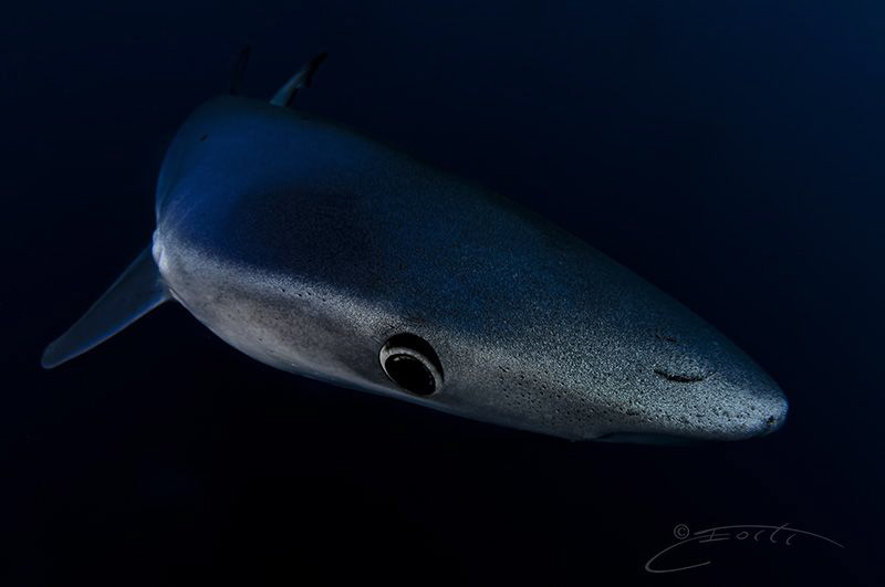 ~ Deep Blue ~ by Geo Cloete 