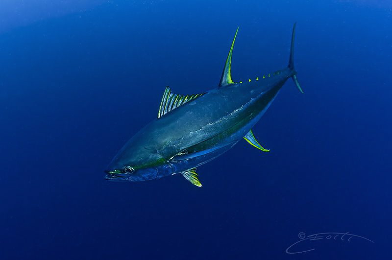 ~ Full Speed Turn ~ by Geo Cloete 