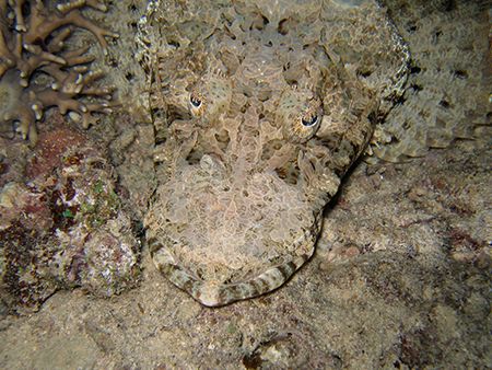 photo by night of a crocodile-fish (thysanophrys arenicol... by Christophe Maes 