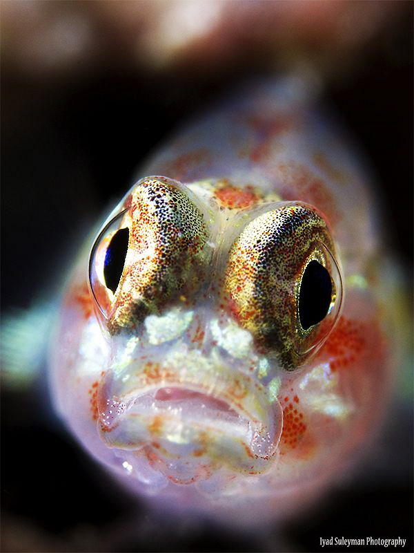 Goby portrait by Iyad Suleyman 