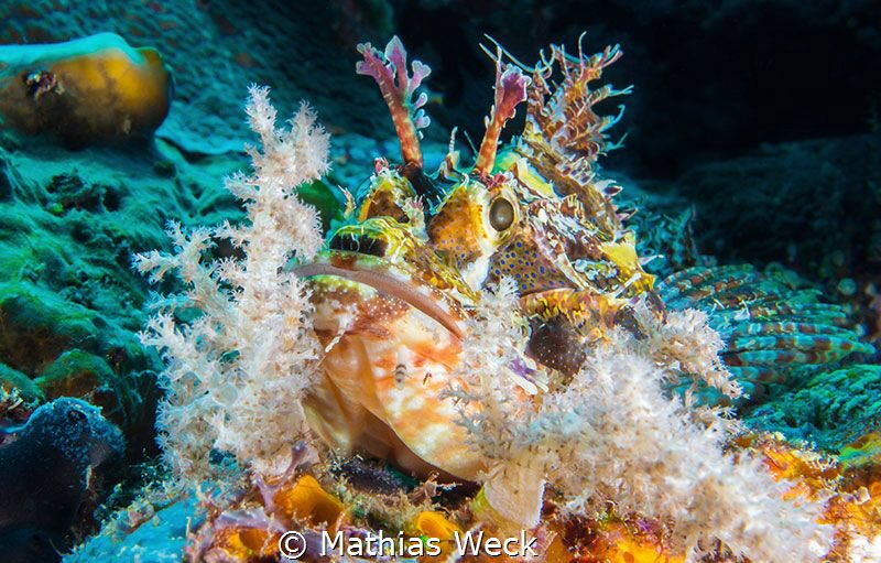 Stone fish near Bunaken Island by Mathias Weck 