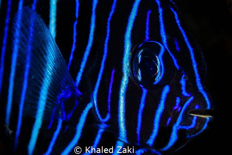 Juvenile Blue by Khaled Zaki 