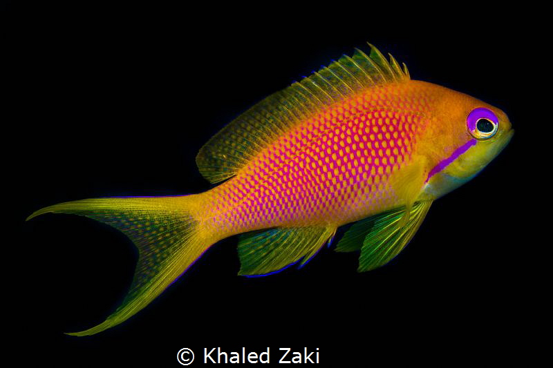 Lyretall Anthias by Khaled Zaki 