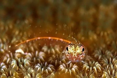 Small Blennie on coral. D2x, 105mm, 2xTC. by Rand Mcmeins 