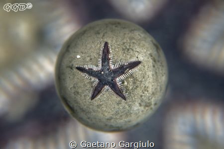 One for the Xmas tree... taken using the SAGA magic ball by Gaetano Gargiulo 