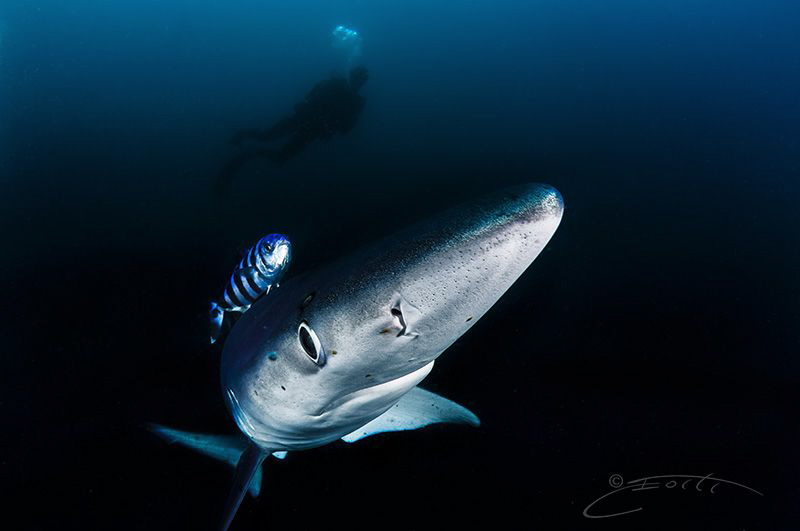 ~ Stripey...We are being Followed ~ by Geo Cloete 