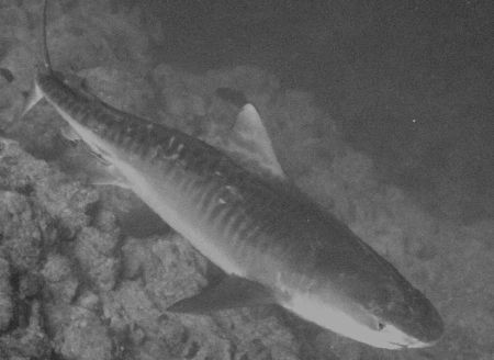 5 meter Tiger Shark taken in Sharks Observatory, Ras Moha... by Nikki Van Veelen 