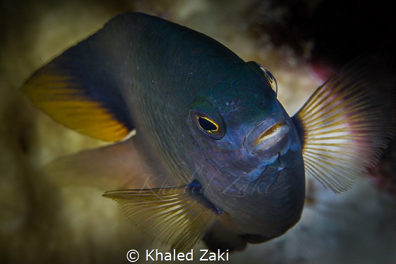 Red Sea Beauty by Khaled Zaki 