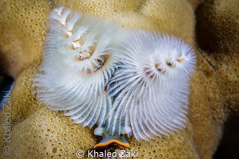 Xmass Tree worm by Khaled Zaki 