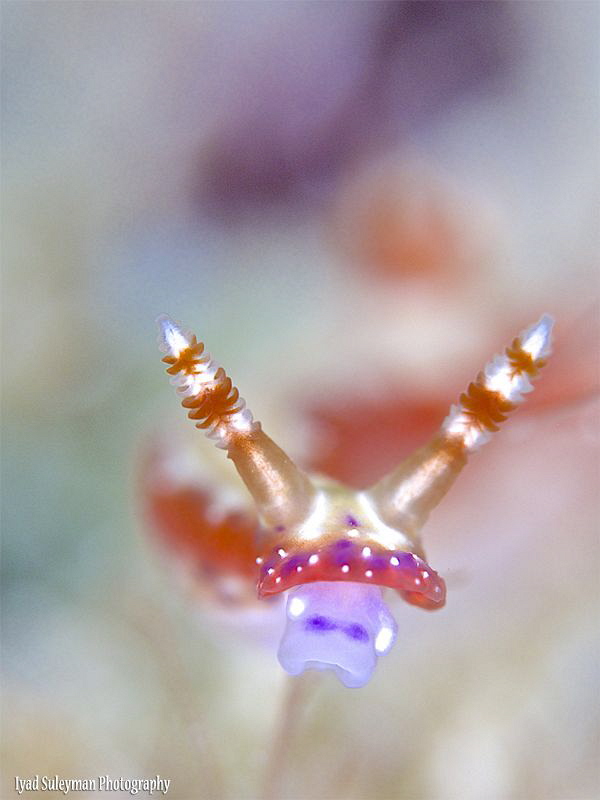 Nudibranch by Iyad Suleyman 