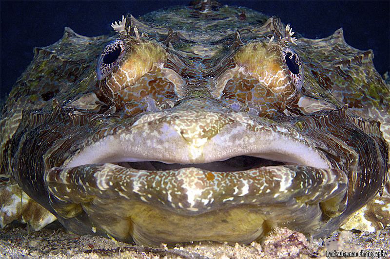 Crocodilefish by Iyad Suleyman 