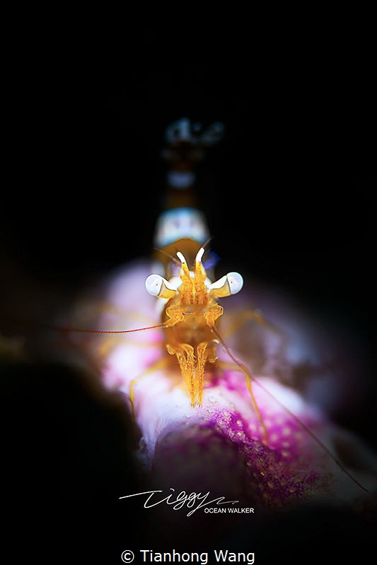 CATWALK
 by Tianhong Wang 