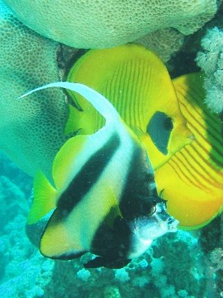 Bannerfish & Masked butterflyfish photo was taken at Ras ... by Anel Van Veelen 