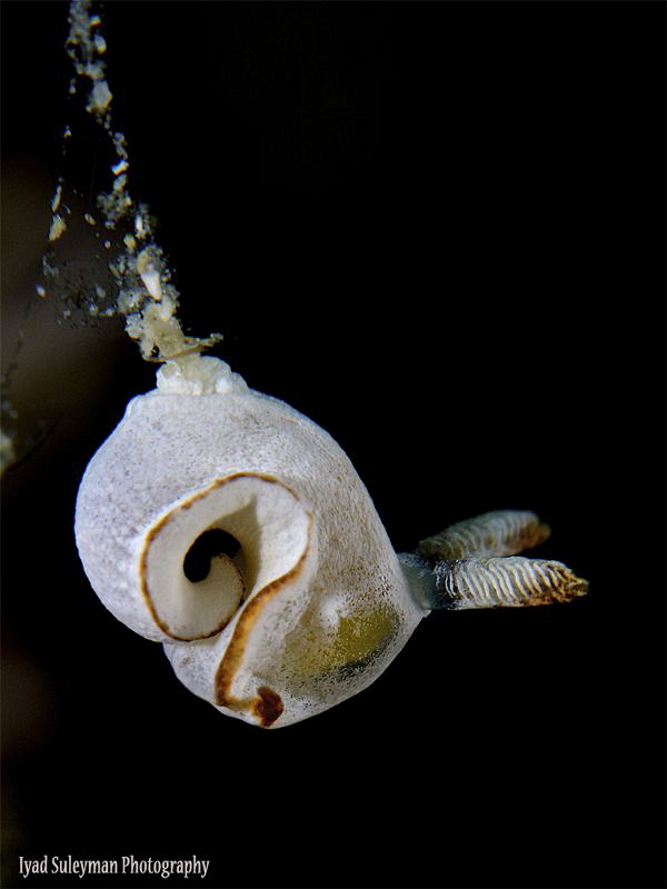 Question mark by Iyad Suleyman 