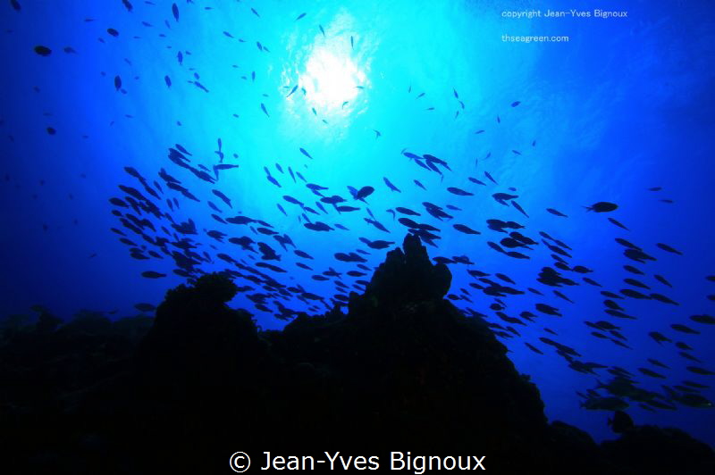 Coin De Mire ,Republic of Mauritius.9 metres by Jean-Yves Bignoux 