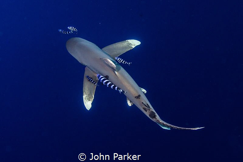 Oceanic at Little Brother by John Parker 