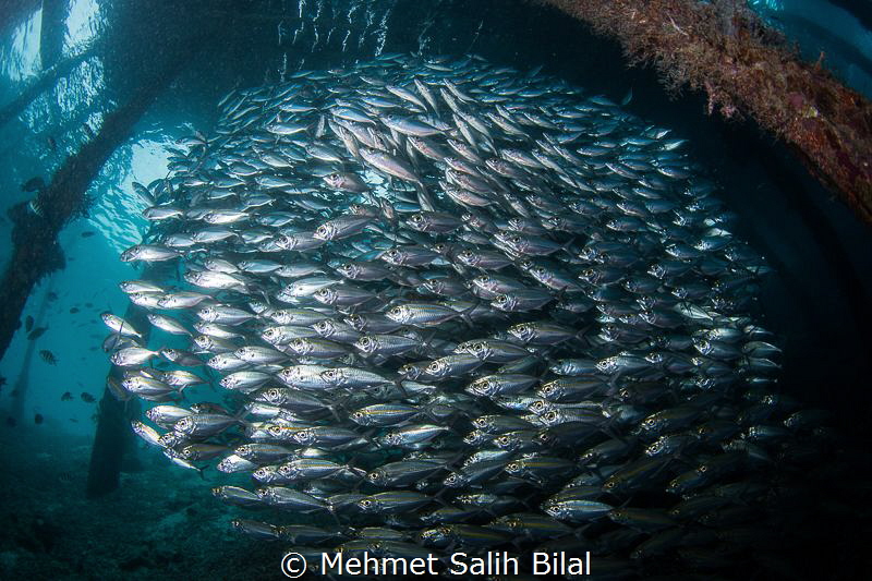 Under the pier, Arborek. by Mehmet Salih Bilal 