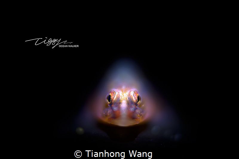 HELPLESS by Tianhong Wang 