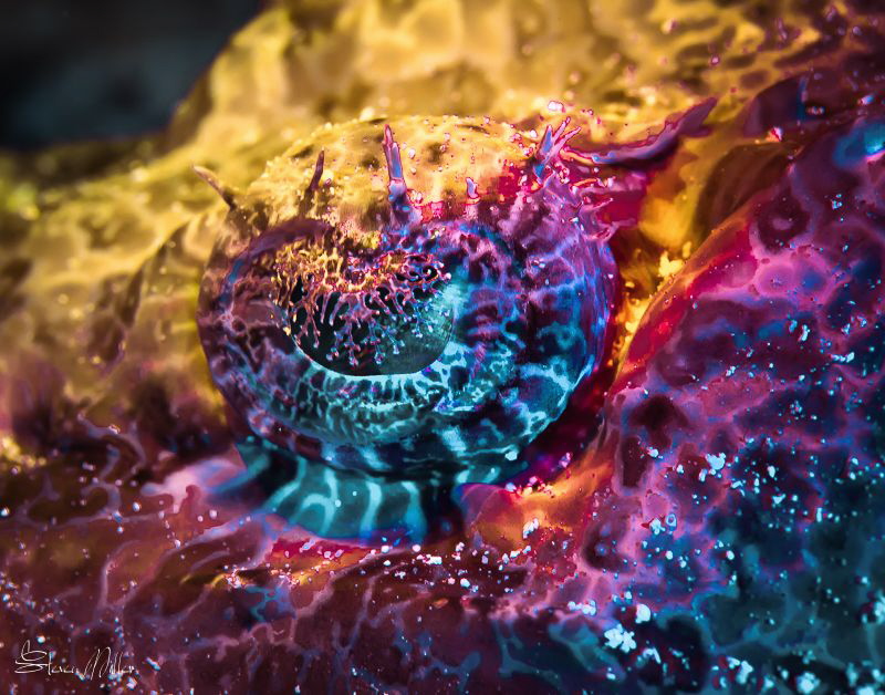 Low-light Luminance photography. We love our lumens even ... by Steven Miller 
