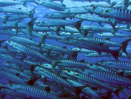Huge shoal of barracudas by Gordana Zdjelar 