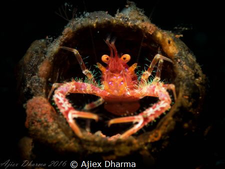 Cheking around by Ajiex Dharma 