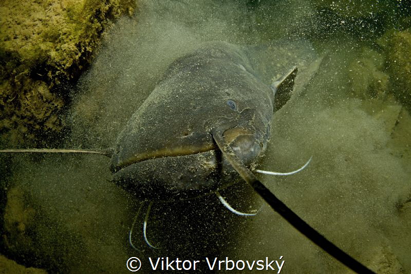 Silurus glanis by Viktor Vrbovský 