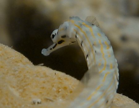 Pipefish hanging out in pipefish city, Yap...IXUS 750 by Alex Tattersall 