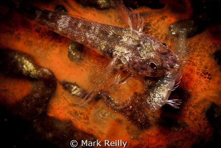 Helpless by Mark Reilly 
