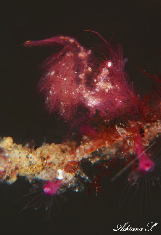 Hairy Shrimp with Eggs by Adriana Simeonova 