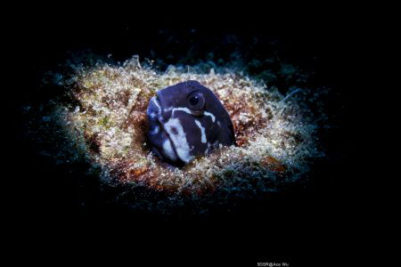 Between
Location :Tulamben Indonesias
Canon 5dsr
Canon... by Yung Sen Wu 
