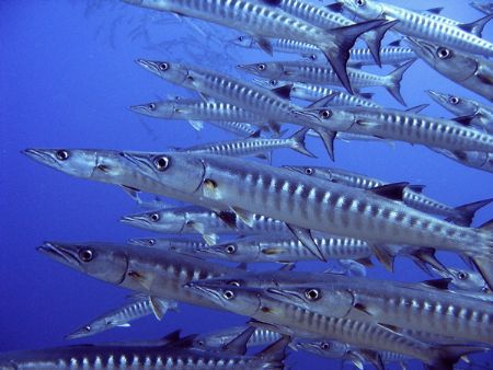Heads Up! Incoming Barracudas from Sipadan. by Alex Lim 