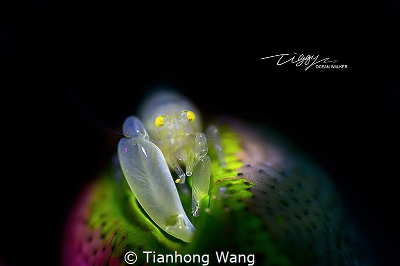LIGHT UP MY HOUSE by Tianhong Wang 